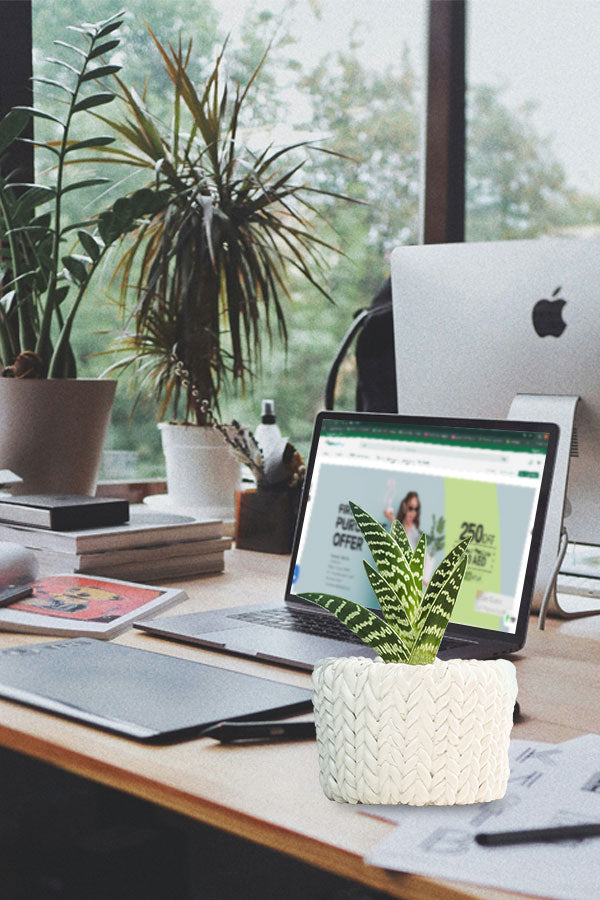 Online Office Plant Consultation