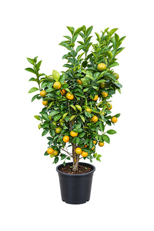 Orange Tree - Citrus  Sinensis