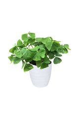 Oxalis Green