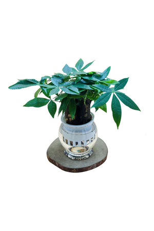Small Pachira aquatica lucky money plant