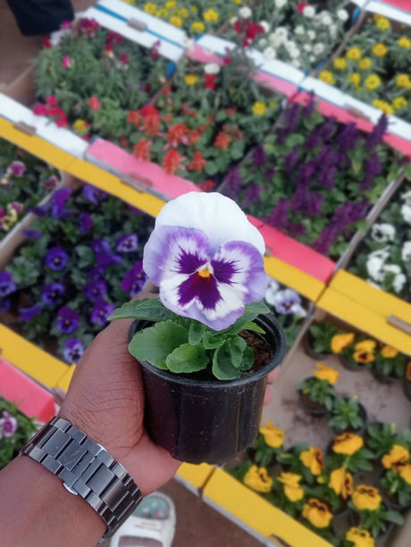 Pansy Plant - Viola Tricolor Var. Hortensis