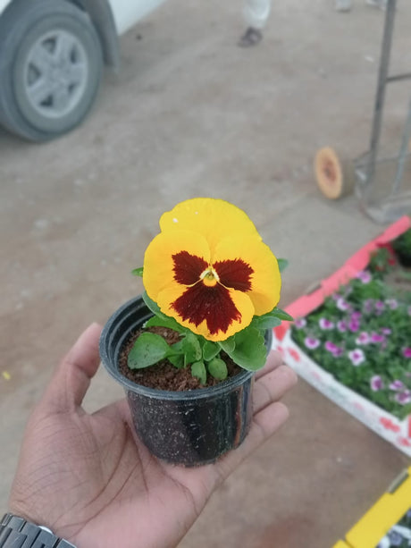 Pansy Plant - Viola Tricolor Var. Hortensis