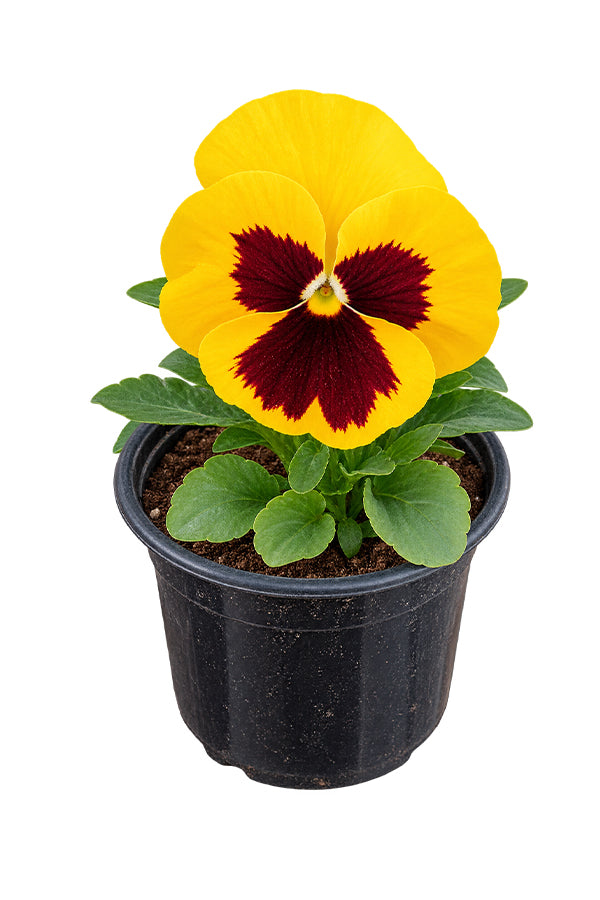 Pansy Plant - Viola Tricolor Var. Hortensis