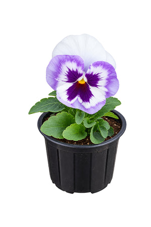 Pansy Plant - Viola Tricolor Var. Hortensis