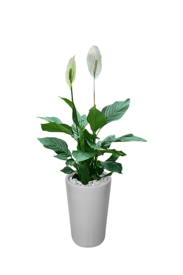 Friedenslilie - Spathiphyllum-Blütenpflanze