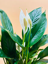 Peace Lily - Spathiphyllum-Water Plant