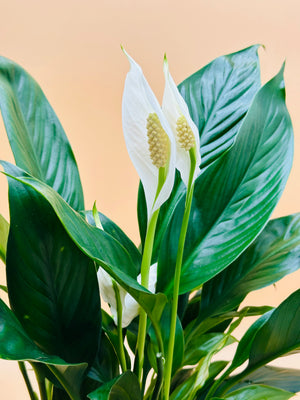 Peace Lily - Spathiphyllum Wallisii -Water Plant - Plantsworld.ae