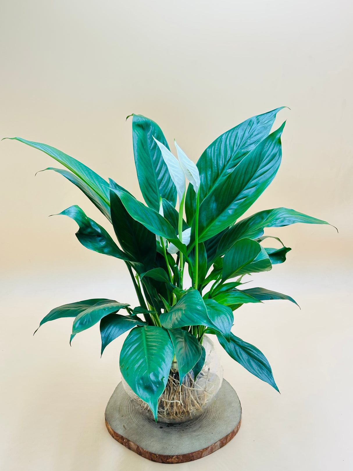 Peace Lily - Spathiphyllum-Water Plant