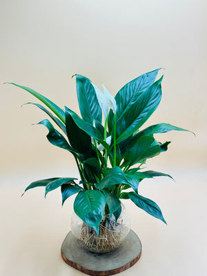 peace lily in just water Peace Lily - Spathiphyllum-Water Plant