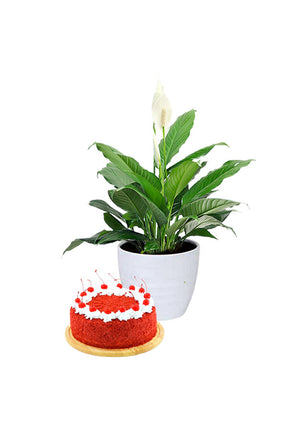 Peace Lily plant in a decorative pot with a delicious cake, perfect for Valentine’s Day gifting
