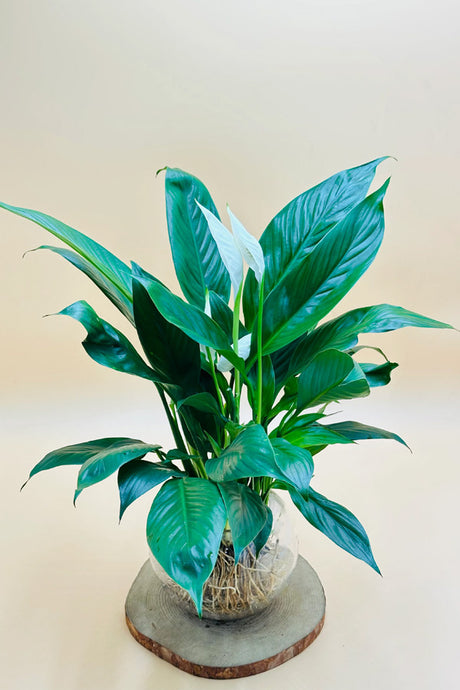 Peace Lily Spathiphyllum growing in water in glass bowl, hydroponic plant UAE