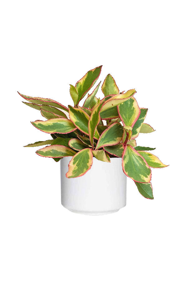 Peperomia Ginny Tri-Color plant with pink, cream, and green variegated leaves in a ceramic pot on a sunlit windowsill

