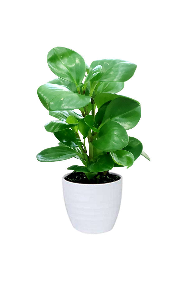 Peperomia Obtusifolia With Ceramic Pot