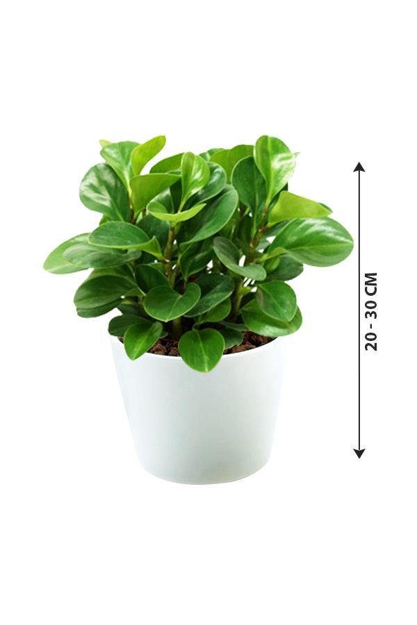 Peperomia Obtusifolia - Plantsworld.ae - {{ varient.name }}