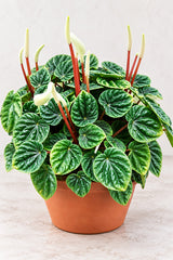 Peperomia Ripple with deeply textured green leaves and white flower spikes in terracotta pot