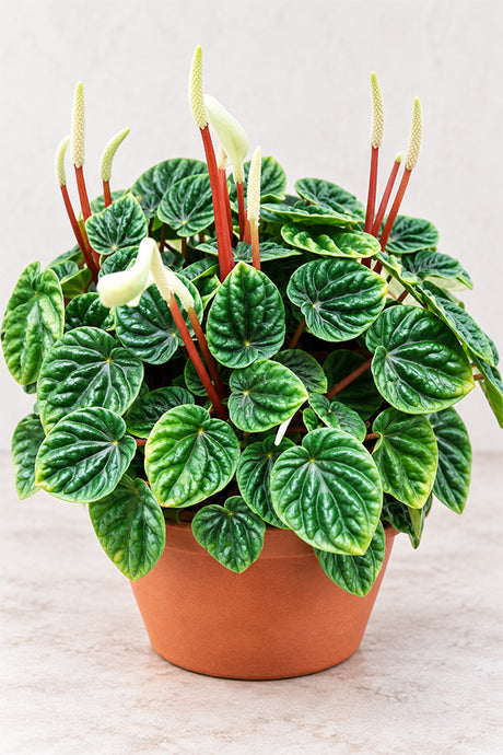 Peperomia Ripple with deeply textured green leaves and white flower spikes in terracotta pot