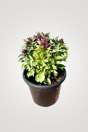 Herbal Plant Combo - Plantsworld.ae