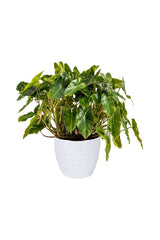Philodendron Burle Max