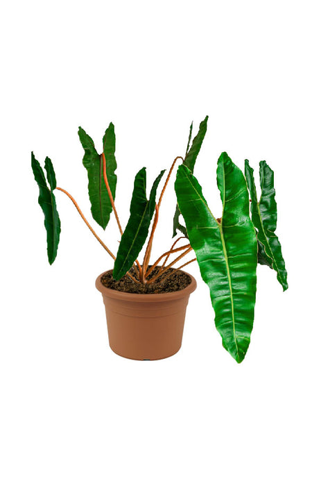 Philodendron Billietiae