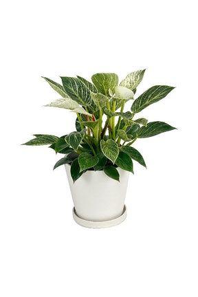 Dark green leaves with creamy white pinstripes

