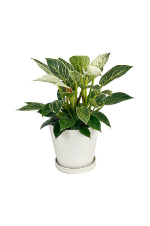 Dark green leaves with creamy white pinstripes

