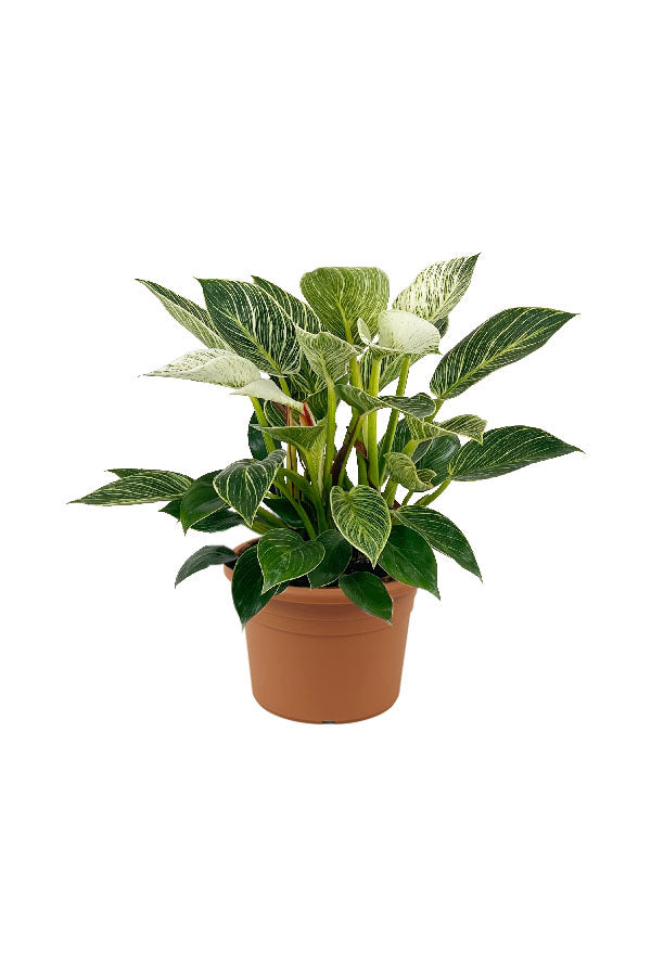Philodendron Birkin – Zimmerpflanze