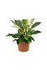 Philodendron Birkin - Indoor Plant