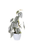 Philodendron Brandtianum