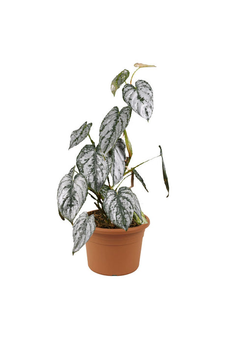 Philodendron Brandtianum