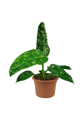 Jose Buono Philodendron - Philodendron 'Jose Buono' - Plantsworld.ae