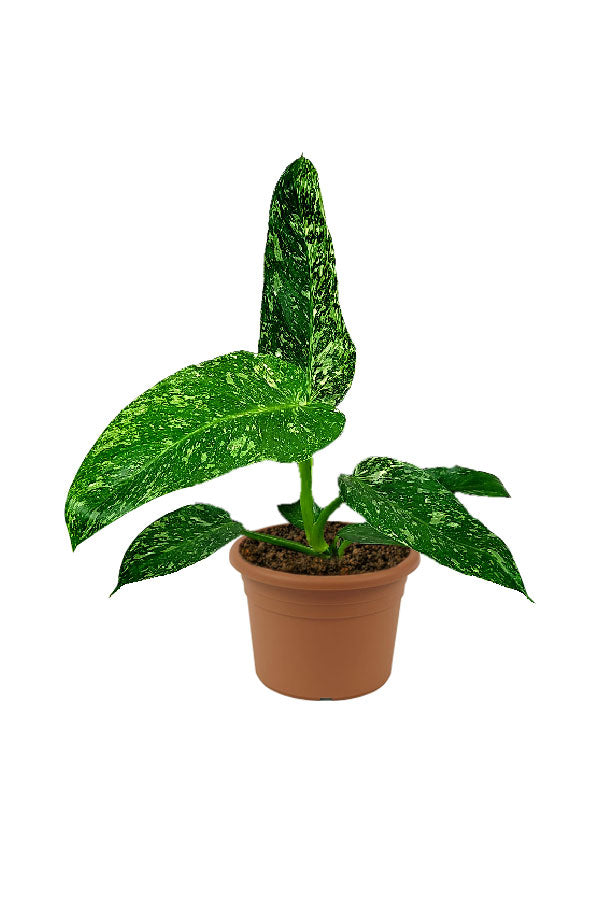 Philodendron Jose Buono - Indoor Plant
