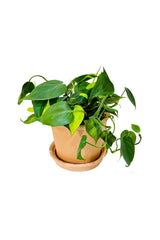 Philodendron Brazil with Clay Pot