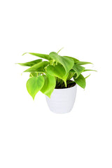 Philodendron Scandens klein mit Keramiktopf