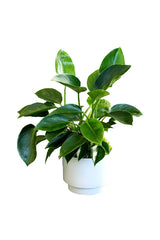 Philodendron Green Princess