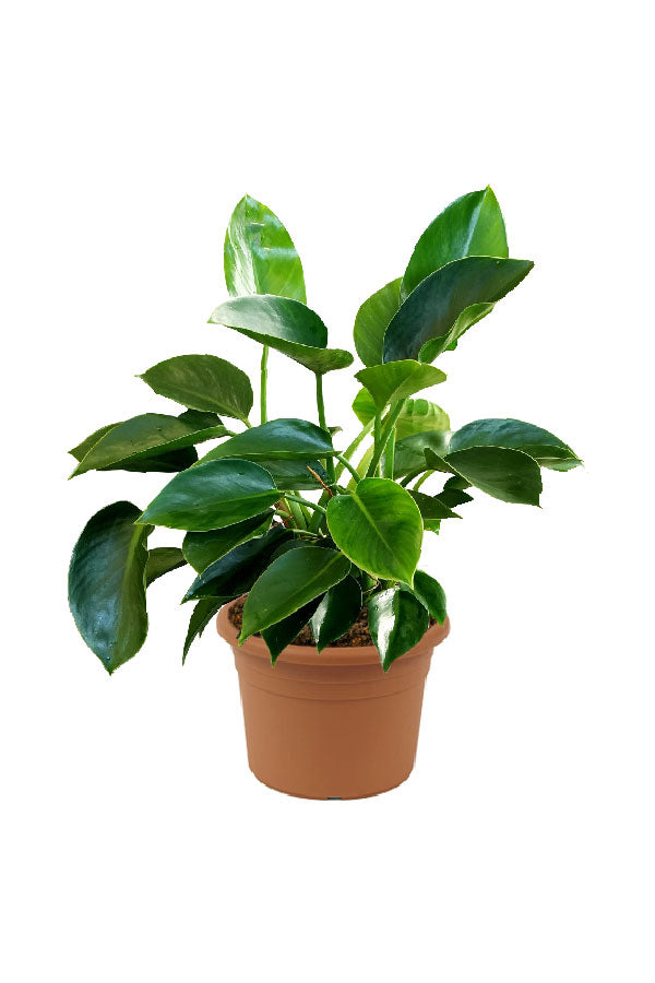 Philodendron Green Princess – Elegant Indoor Plant