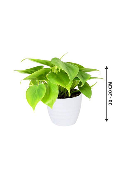 Philodendron Small-air purifying indoor plant - Plantsworld.ae - {{ varient.name }}