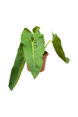 Philodendron Maximum