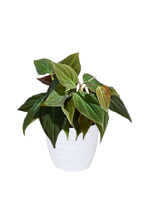 Philodendron Mican – Samtblatt-Philodendron 