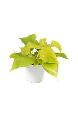 Philodendron Neon Gold