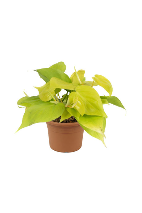 Philodendron Neon Gold