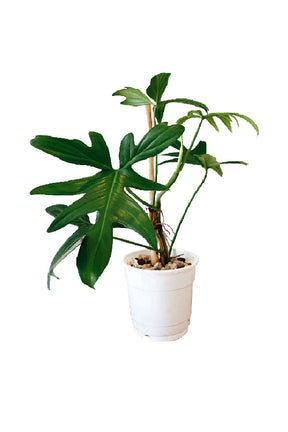 Philodendron Pedatum and Gloriosum – Rare tropical foliage plants in indoor decorative pots

