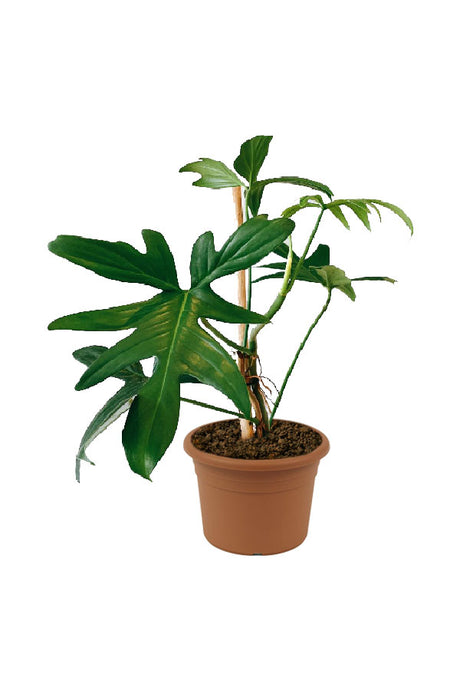 Philodendron Pedatum - Philodendron Gloriosum