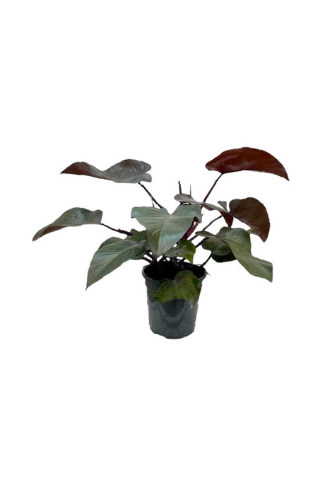 Philodendron Purple Congo