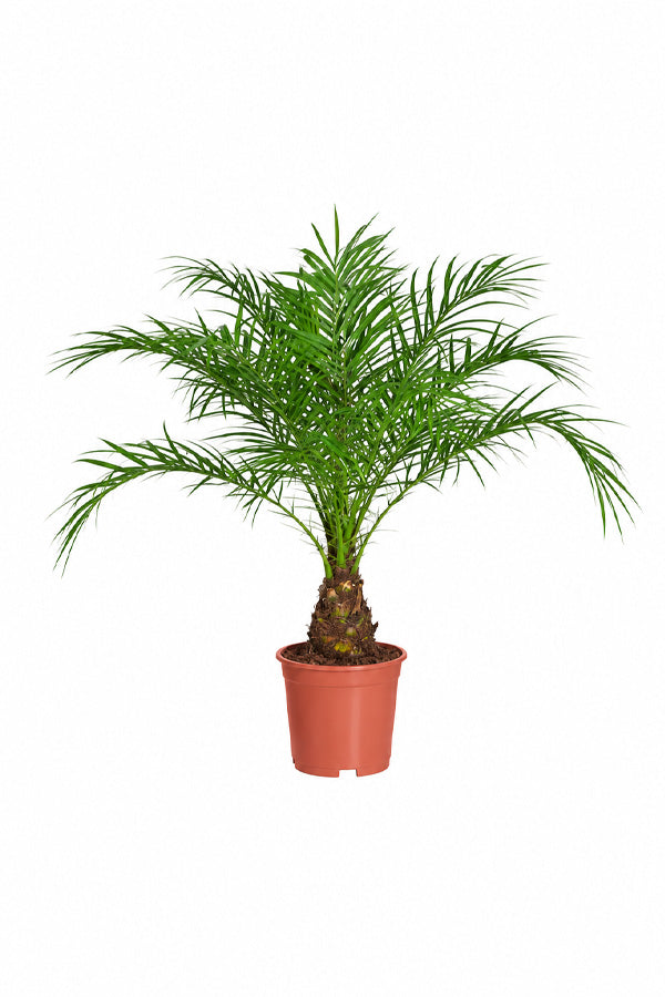 Phoenix Roebelenii - Indoor Pygmy Palm