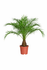 Phoenix Roebelenii - Indoor Pygmy Palm