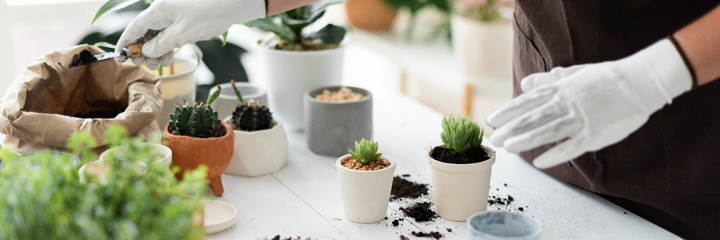 Table full of small cute plants