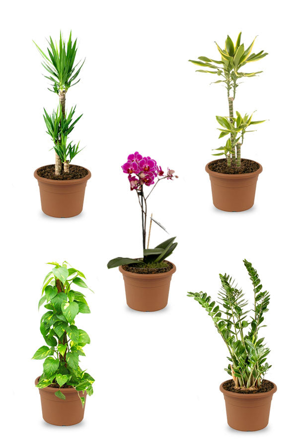 Platinum Plus Combo Plants - Plant Set (5 plants)