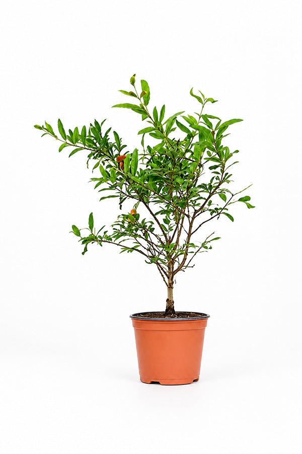 Pomegranate - Punica Granatum