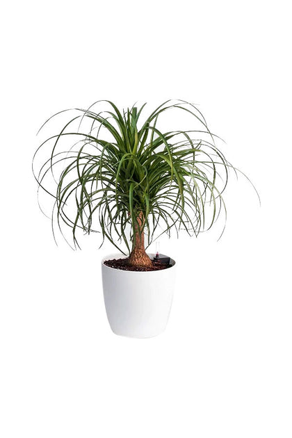 Ponytail Palm - Beaucarnea Recurvata - Indoor Plant