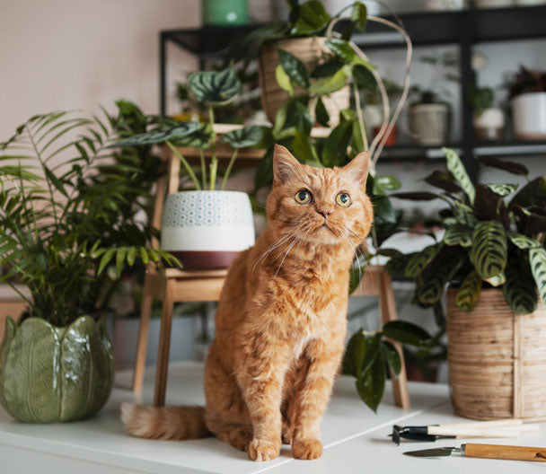 Cat with pet friendly plants
